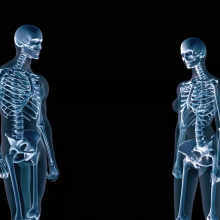 Human skeletons