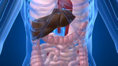 Human body organ systems