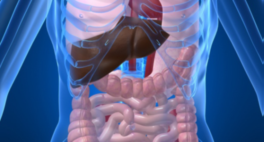 Human body organ systems